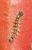 Lymantria dispar